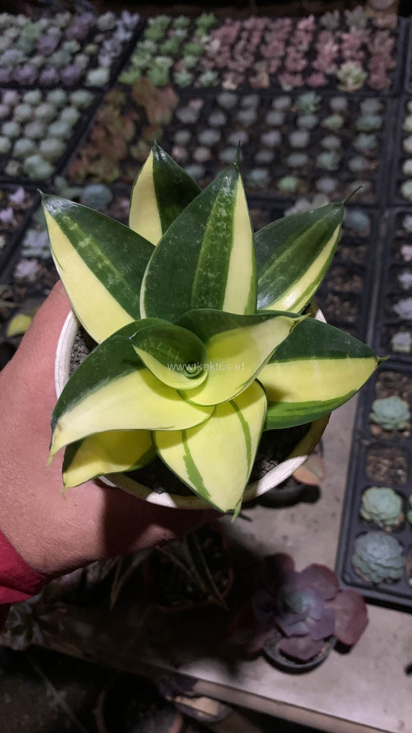 996. Sansevieria Green Mole Variegated - Image 28