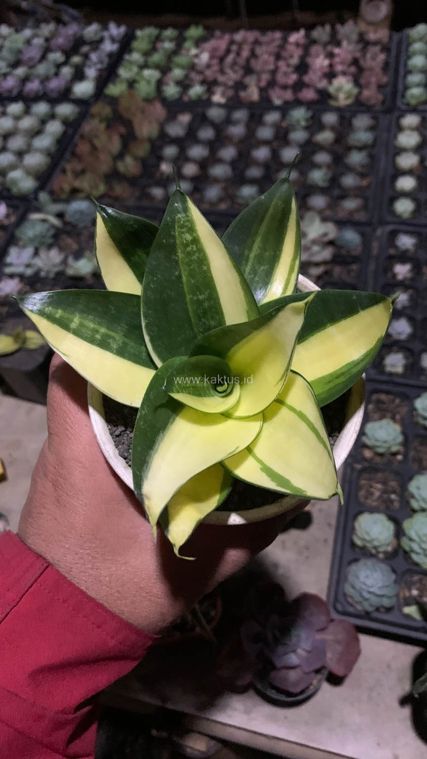 996. Sansevieria Green Mole Variegated - Image 6