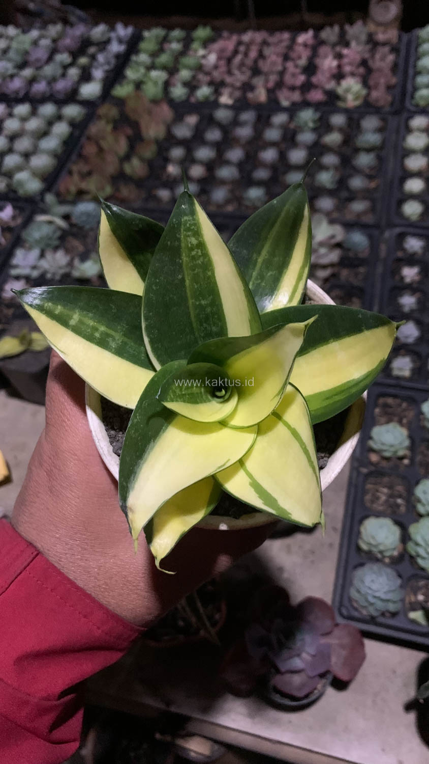 996. Sansevieria Green Mole Variegated - Image 9