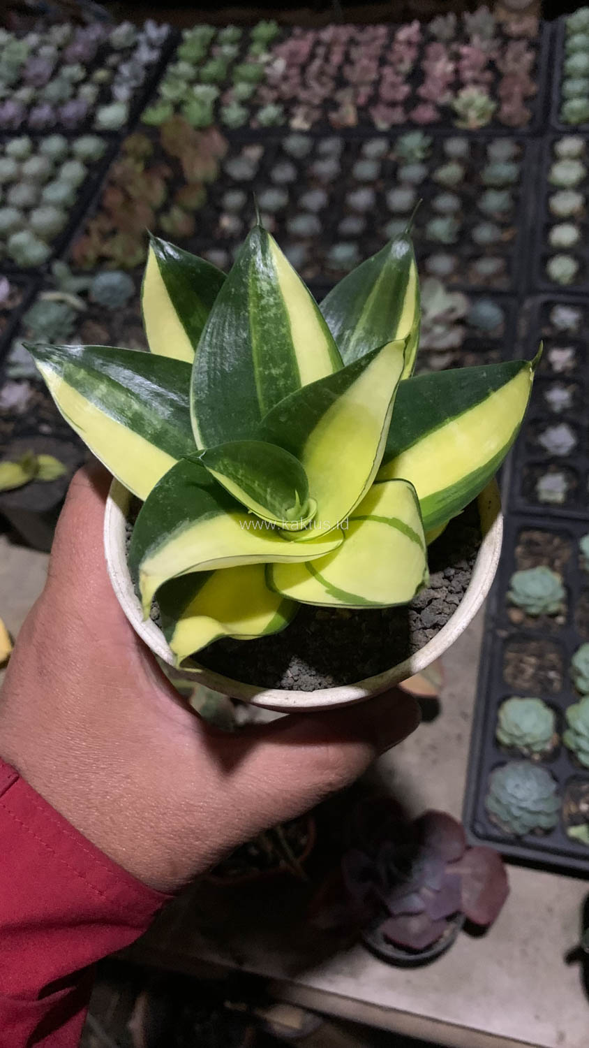 996. Sansevieria Green Mole Variegated - Image 13
