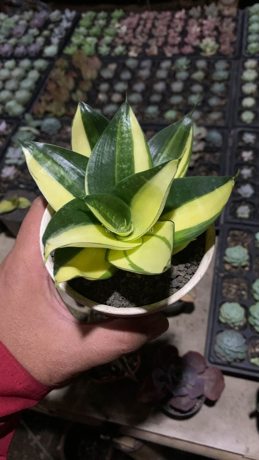 996. Sansevieria Green Mole Variegated - Image 15