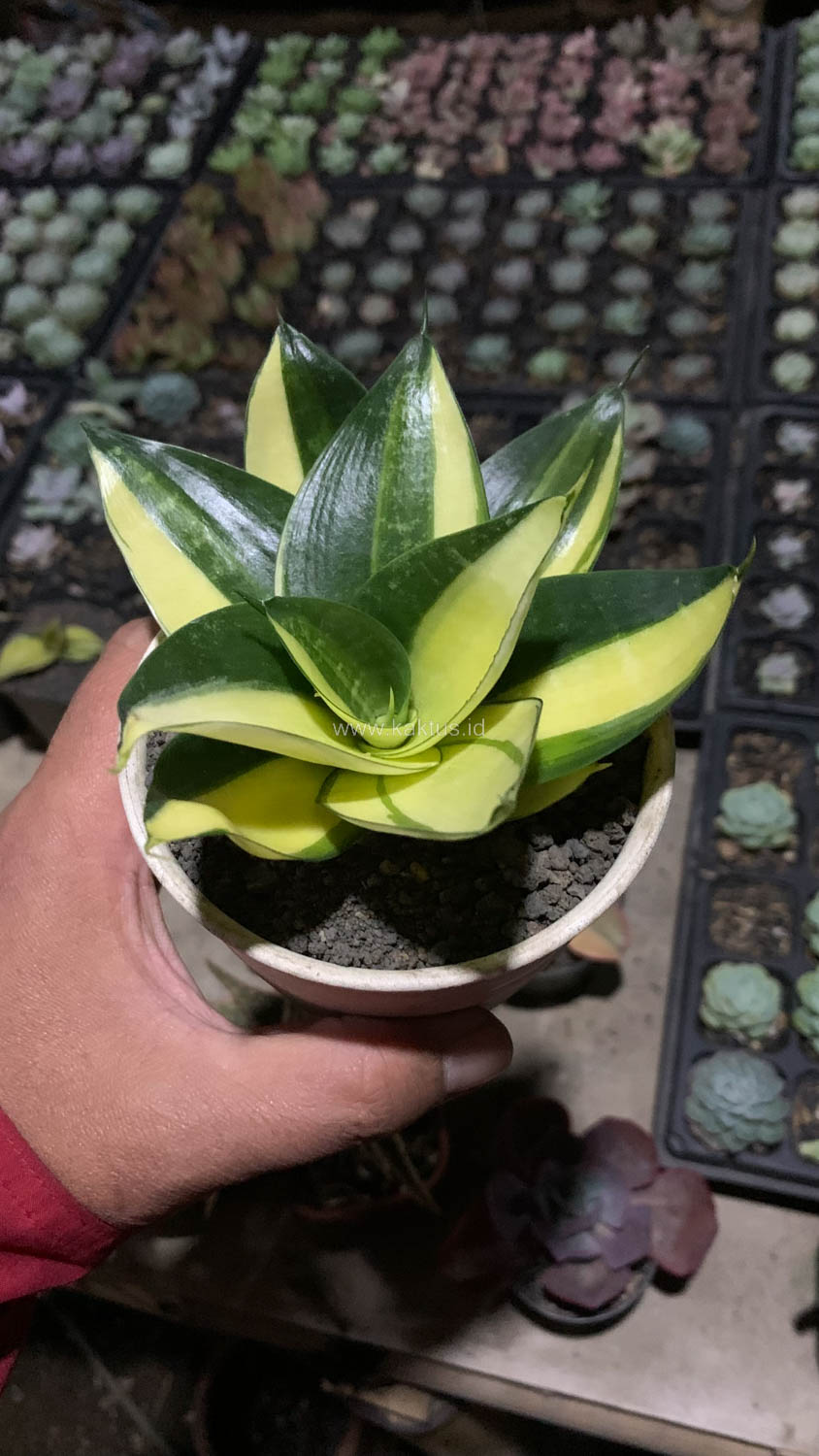 996. Sansevieria Green Mole Variegated - Image 16