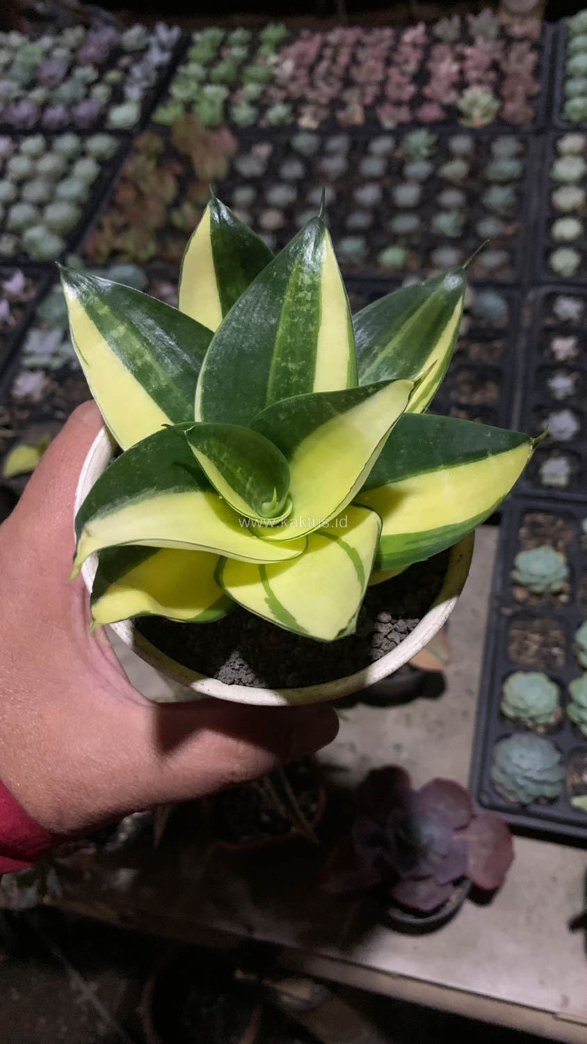 996. Sansevieria Green Mole Variegated - Image 17