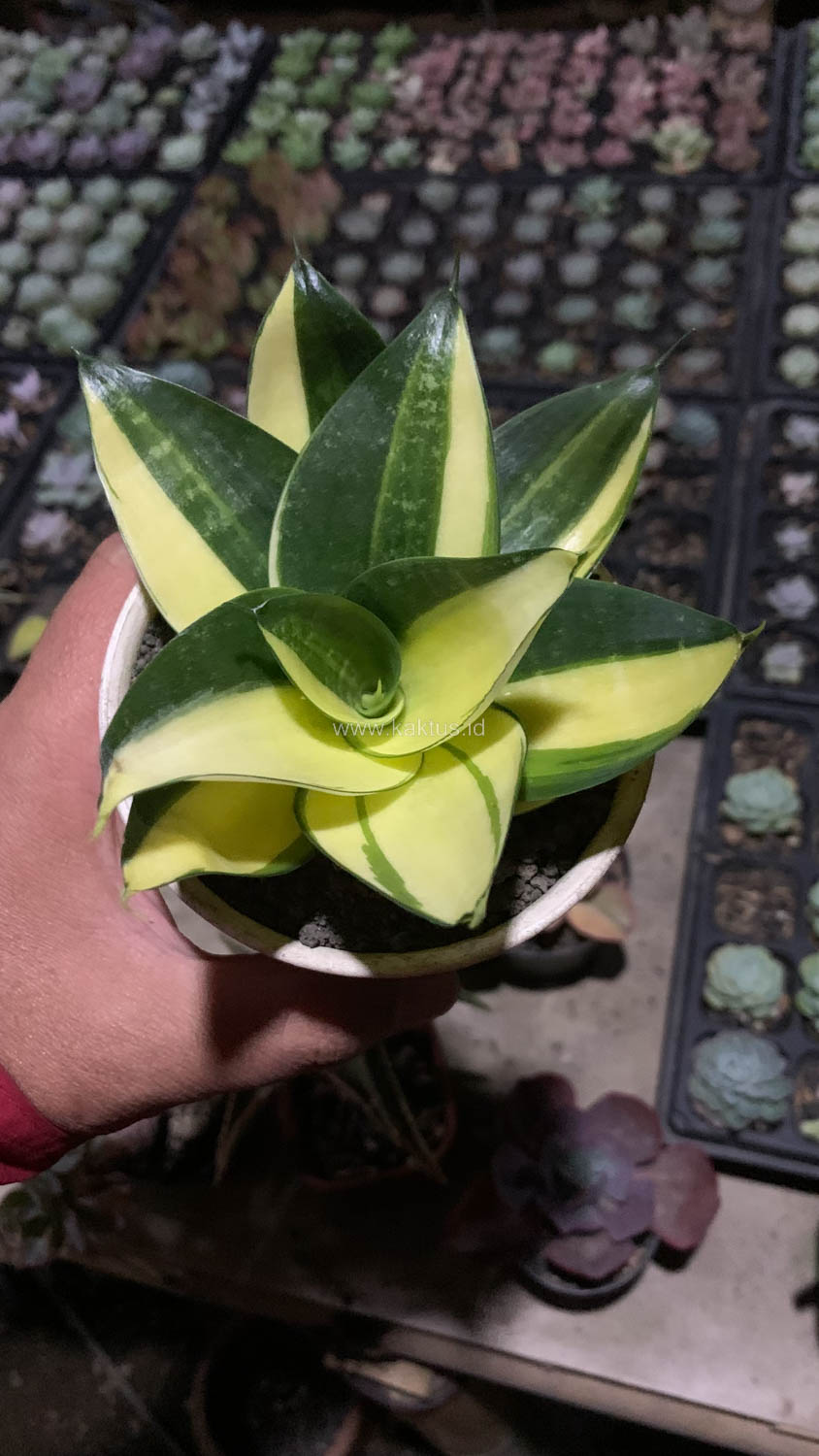 996. Sansevieria Green Mole Variegated - Image 19