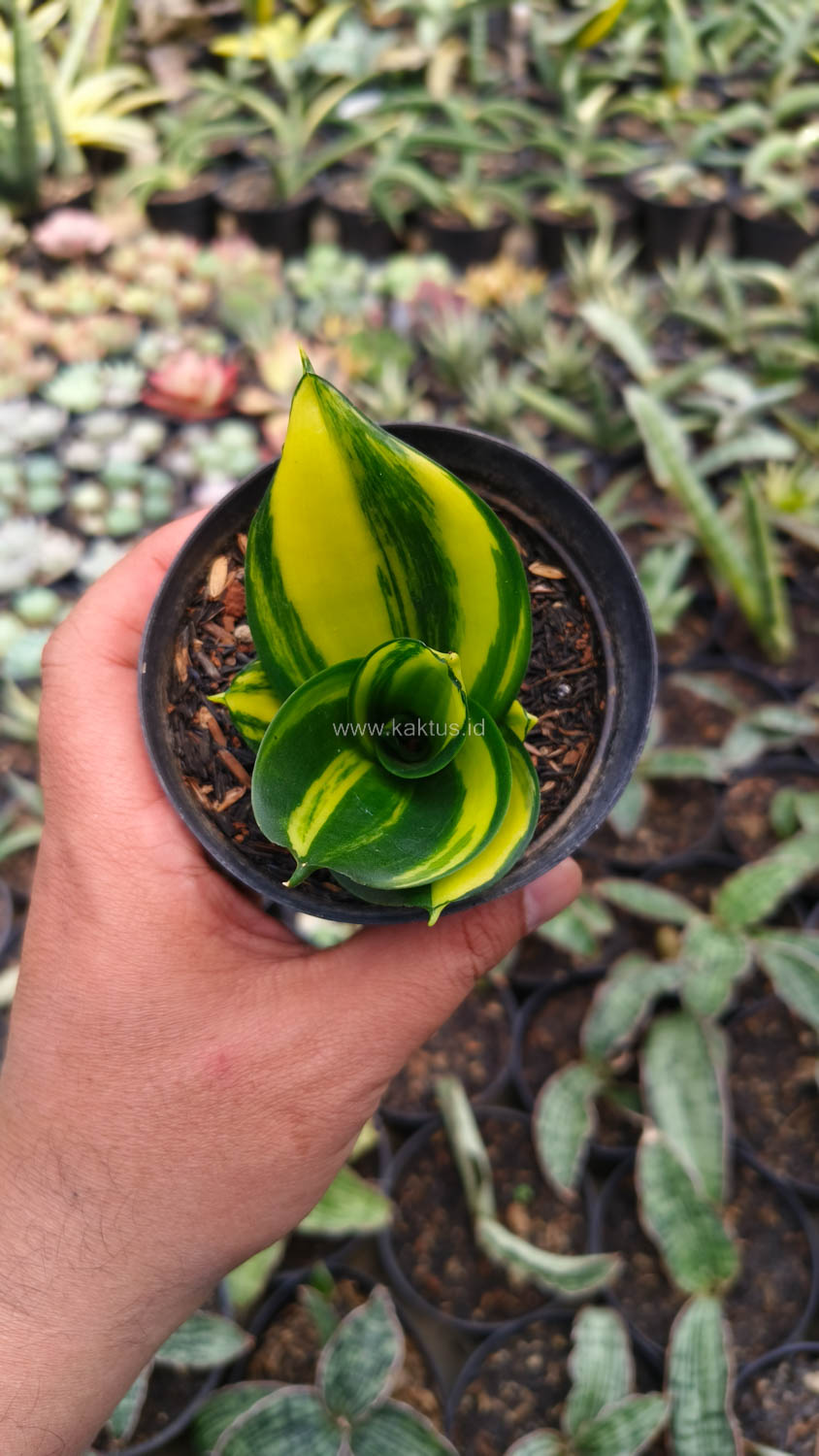 996. Sansevieria Green Mole Variegated - Image 11
