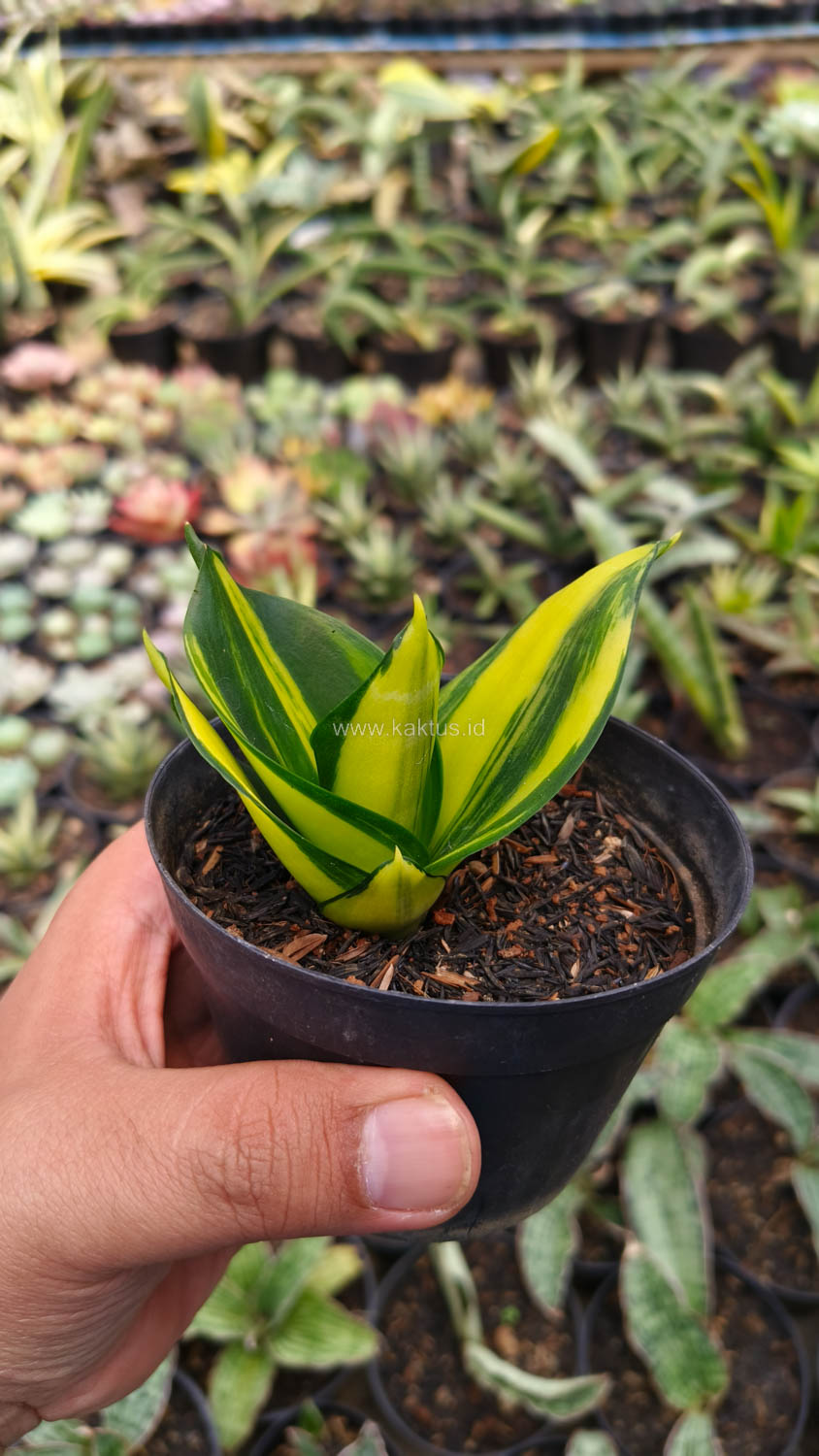 996. Sansevieria Green Mole Variegated - Image 8