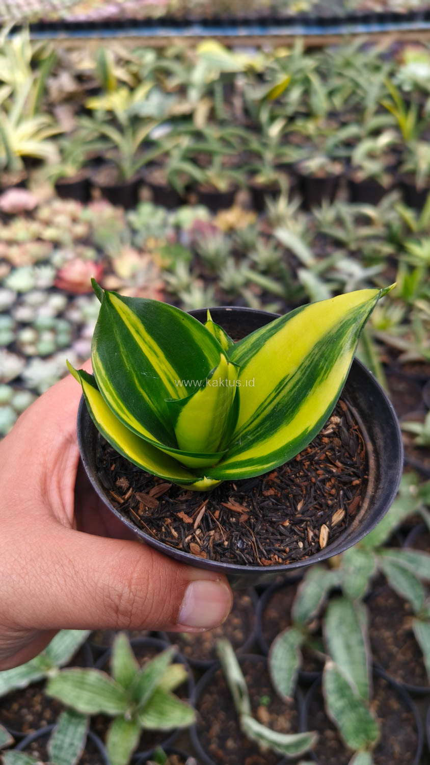 996. Sansevieria Green Mole Variegated - Image 4