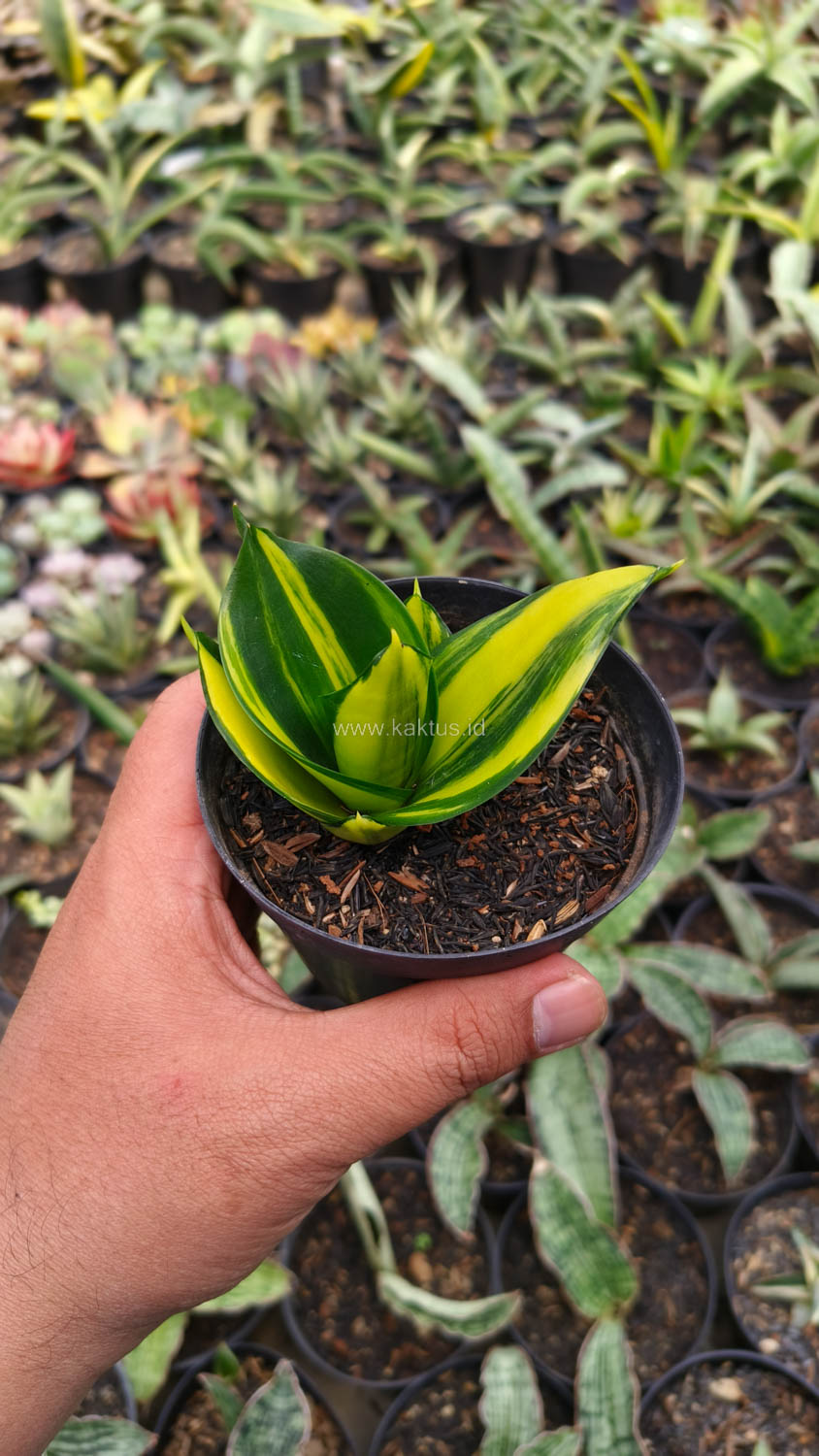 996. Sansevieria Green Mole Variegated - Image 26