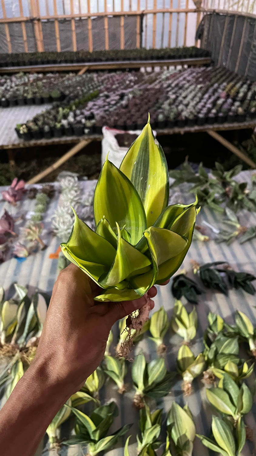 996. Sansevieria Green Mole Variegated - Image 12