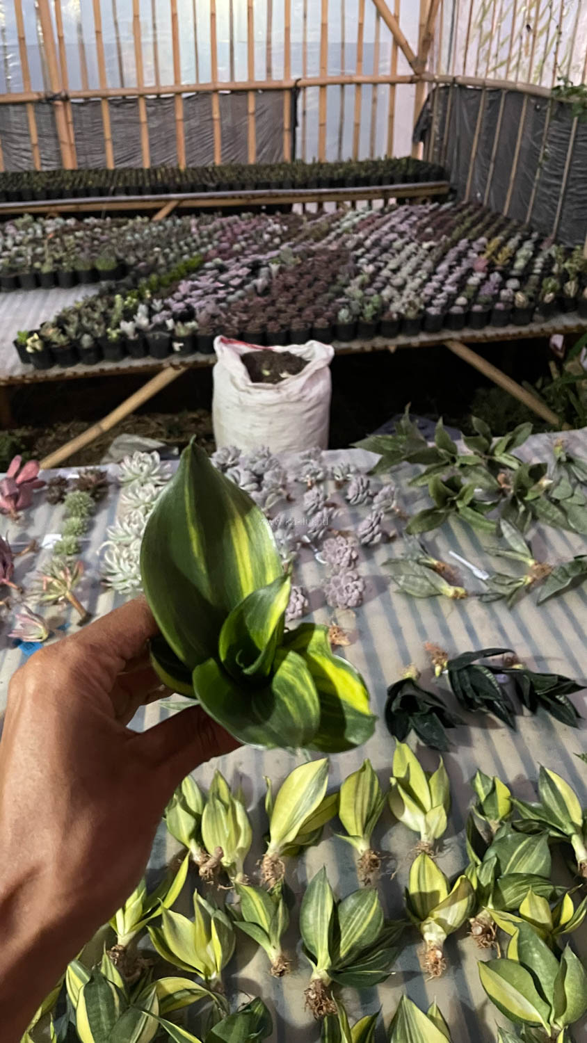 996. Sansevieria Green Mole Variegated - Image 7