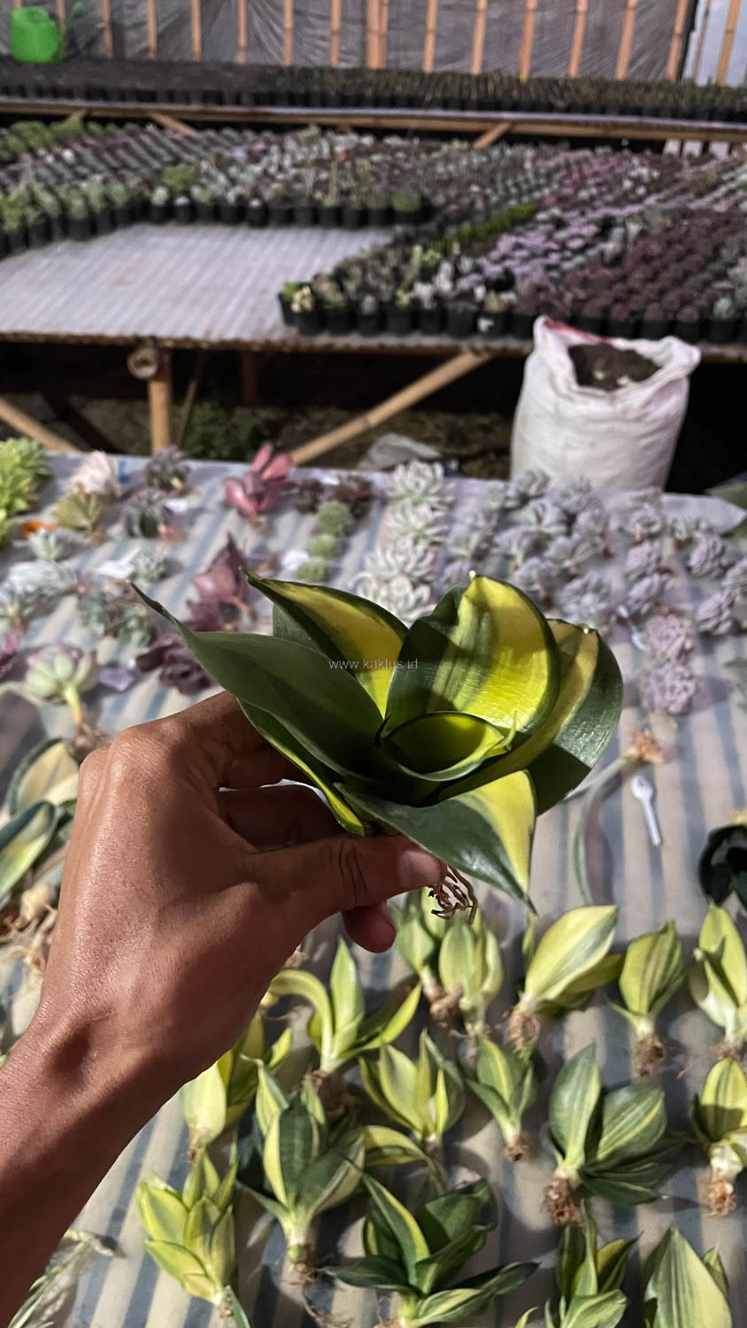 996. Sansevieria Green Mole Variegated - Image 5