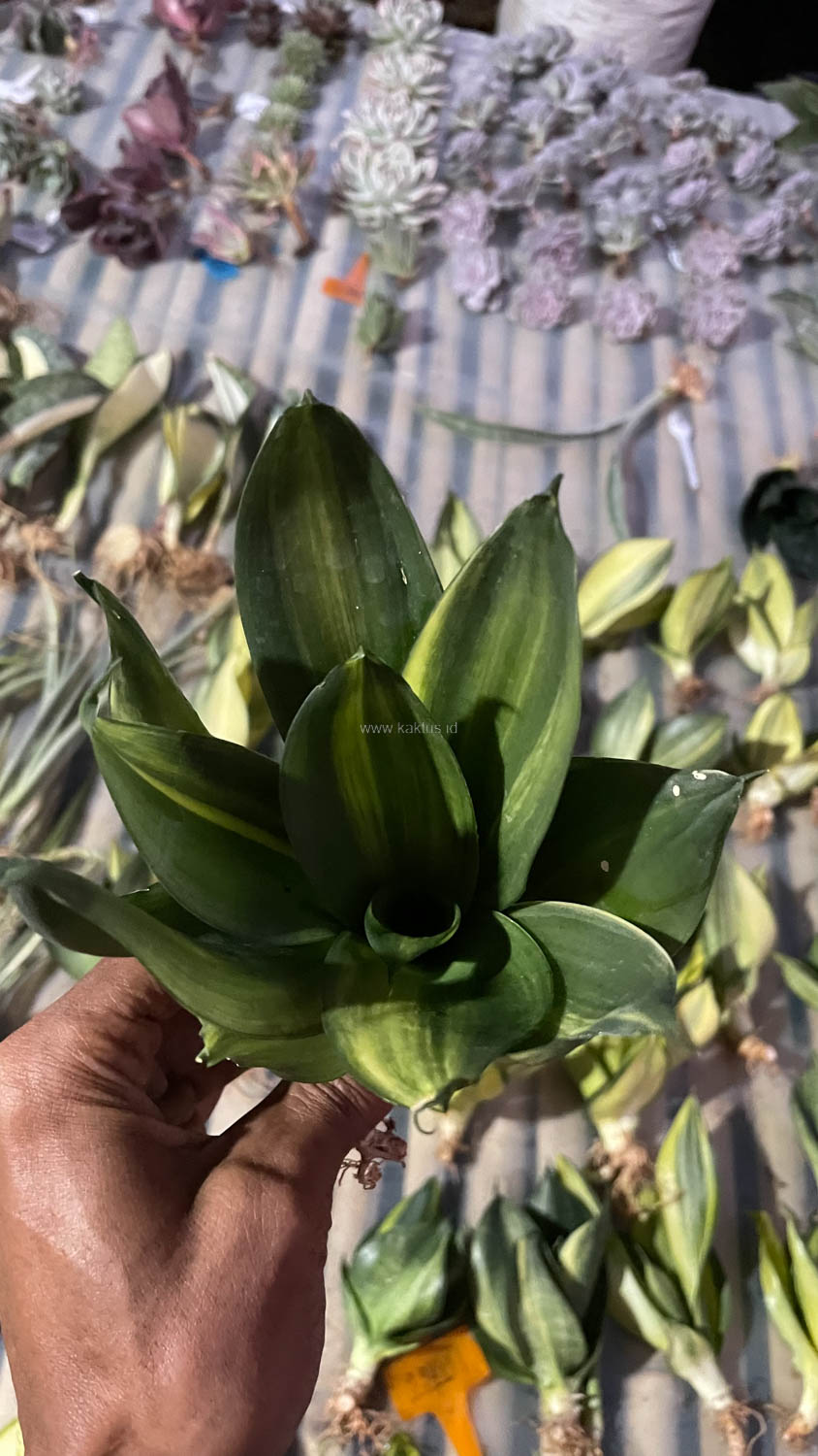 996. Sansevieria Green Mole Variegated - Image 10