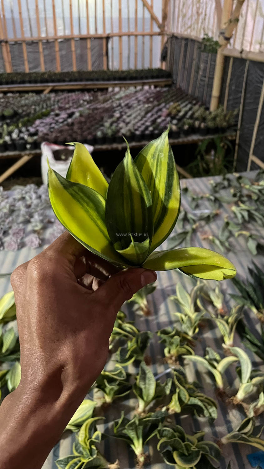 996. Sansevieria Green Mole Variegated - Image 18