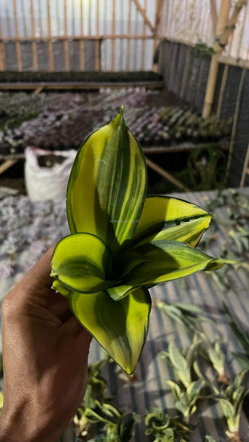 996. Sansevieria Green Mole Variegated - Image 3