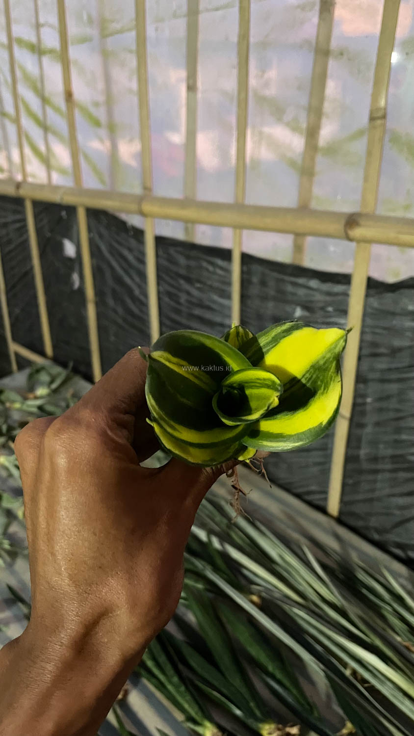 996. Sansevieria Green Mole Variegated - Image 14