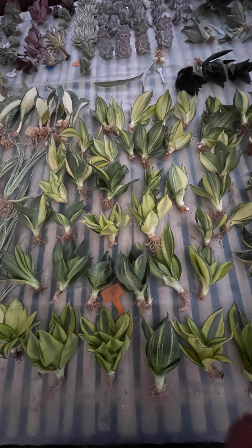 996. Sansevieria Green Mole Variegated - Image 20