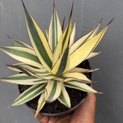 Alternative view of 997. Agave Snow Glow Variegated Sectoral Half Moon
