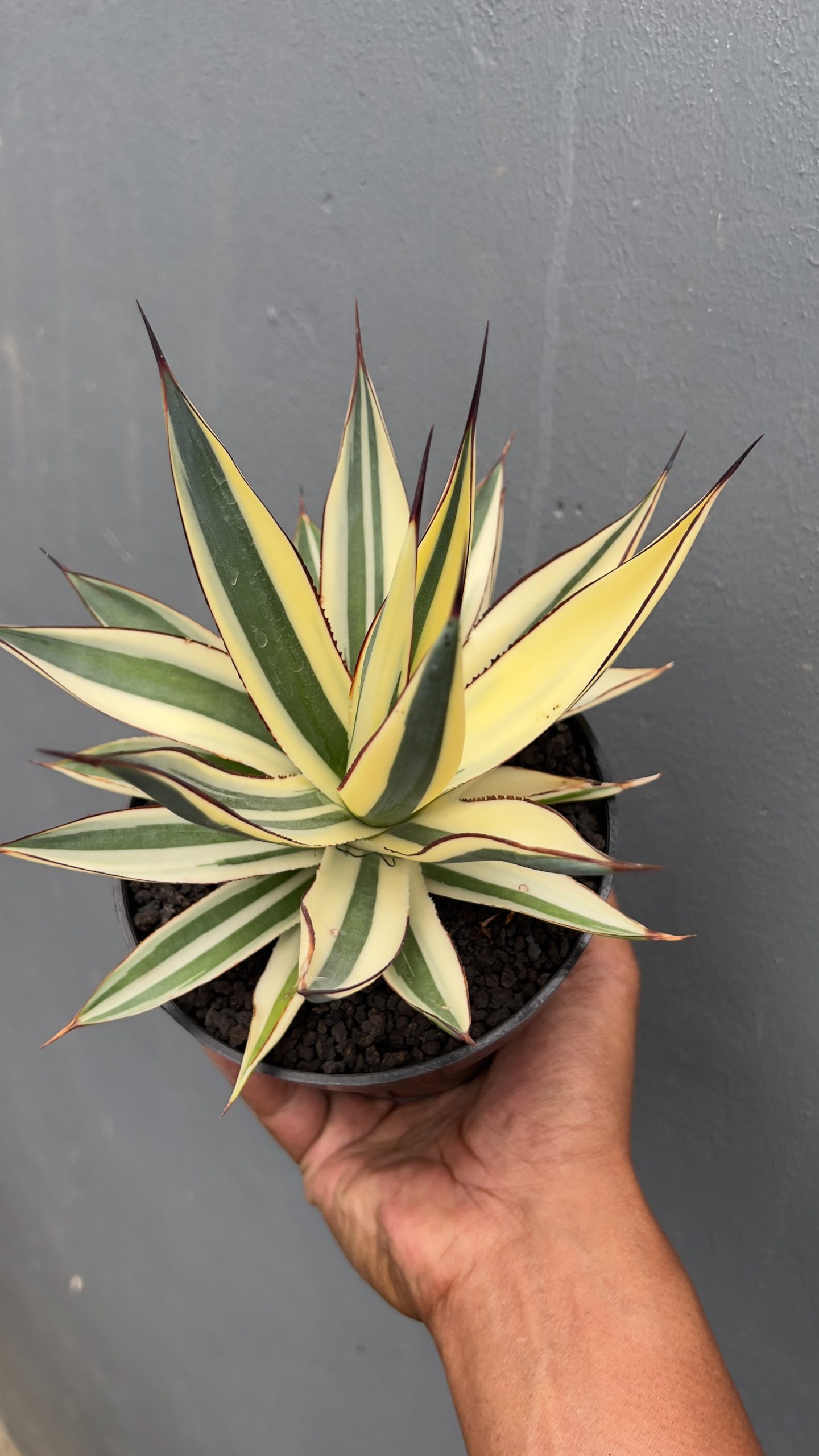 997. Agave Snow Glow Variegated Sectoral Half Moon - Image 2