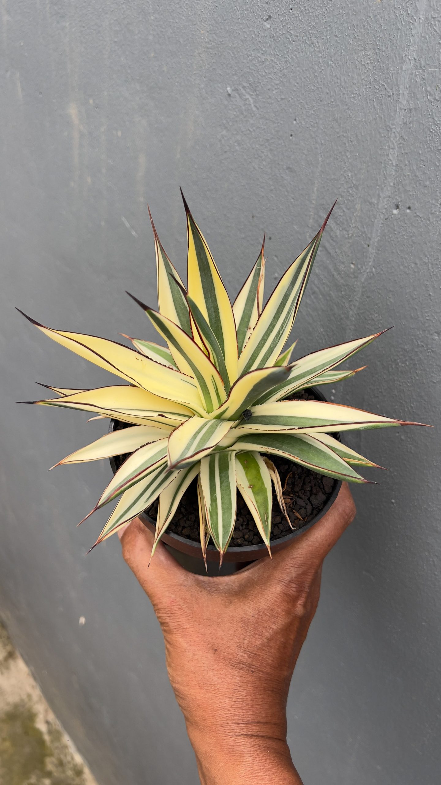 997. Agave Snow Glow Variegated Sectoral Half Moon - Image 3