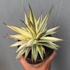 997. Agave Snow Glow Variegated Sectoral Half Moon