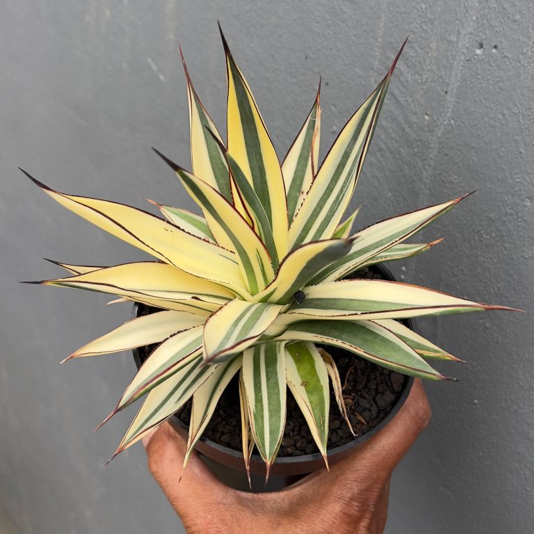 997. Agave Snow Glow Variegated Sectoral Half Moon