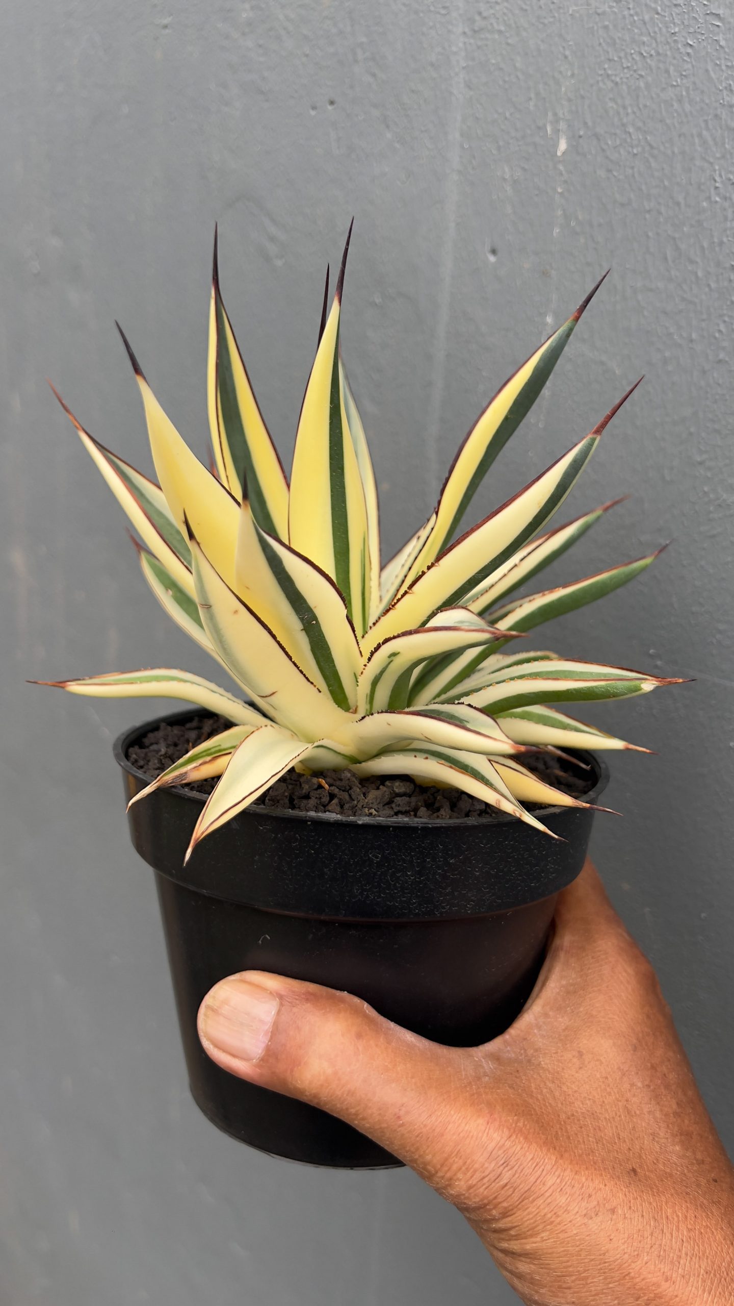 997. Agave Snow Glow Variegated Sectoral Half Moon - Image 4