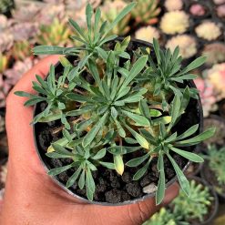 Alternative view of 998. Euphorbia Japonica Cluster