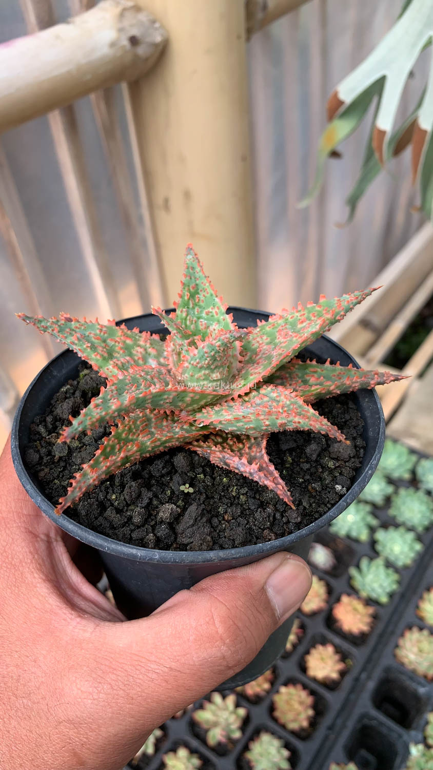 999. Aloe Christmas Carol Hybrid - Image 8