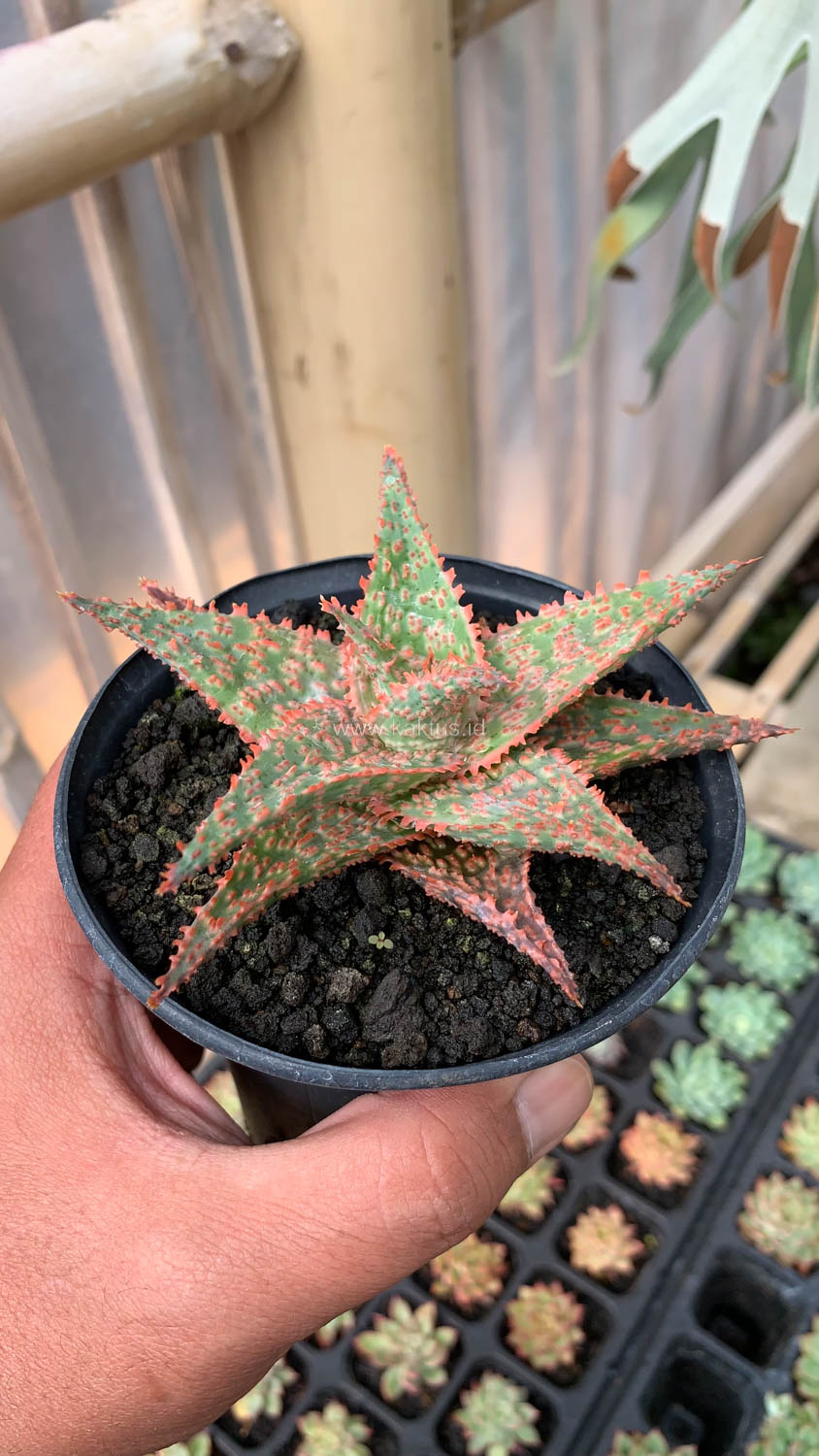 999. Aloe Christmas Carol Hybrid - Image 9