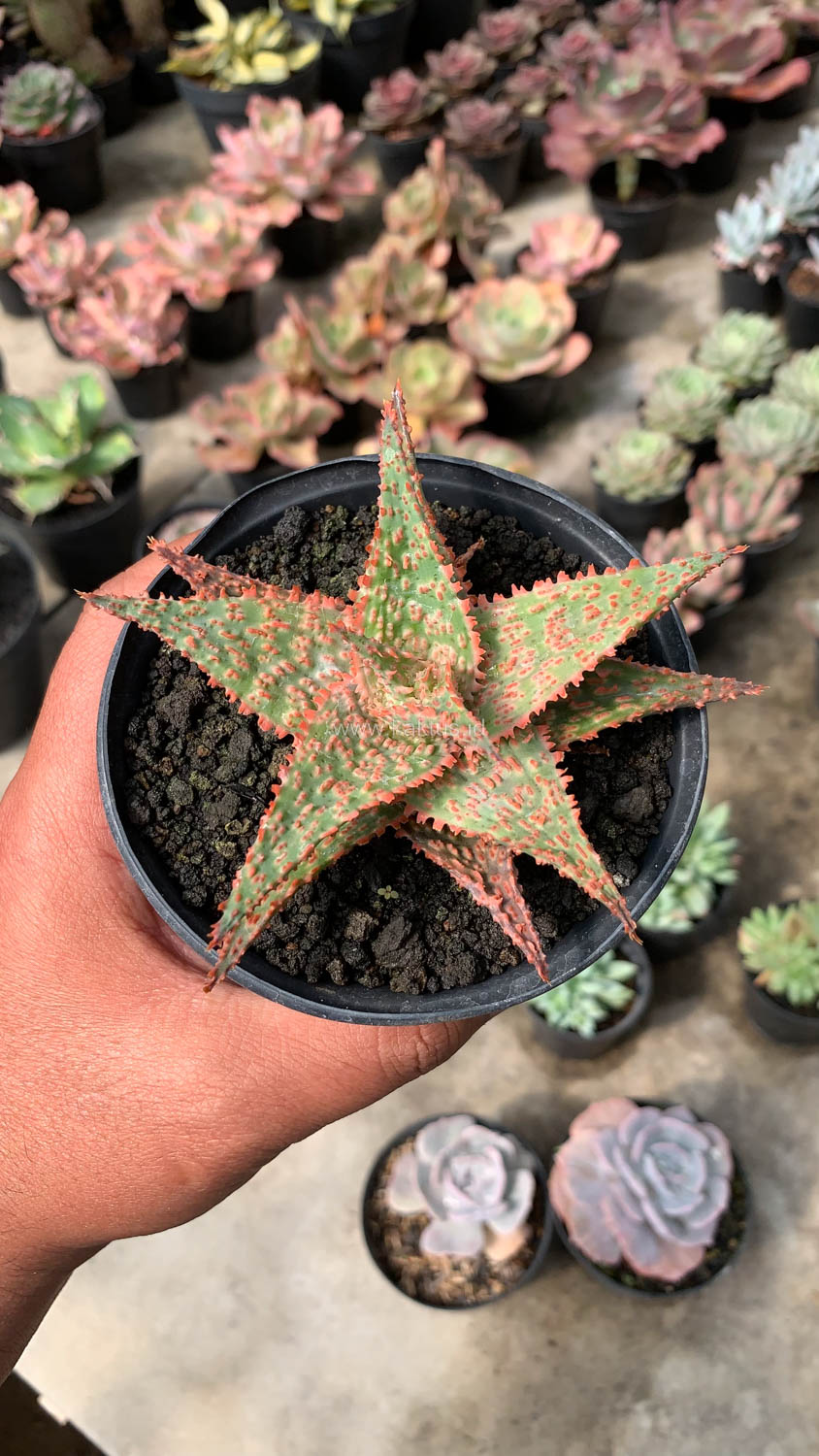 999. Aloe Christmas Carol Hybrid - Image 10