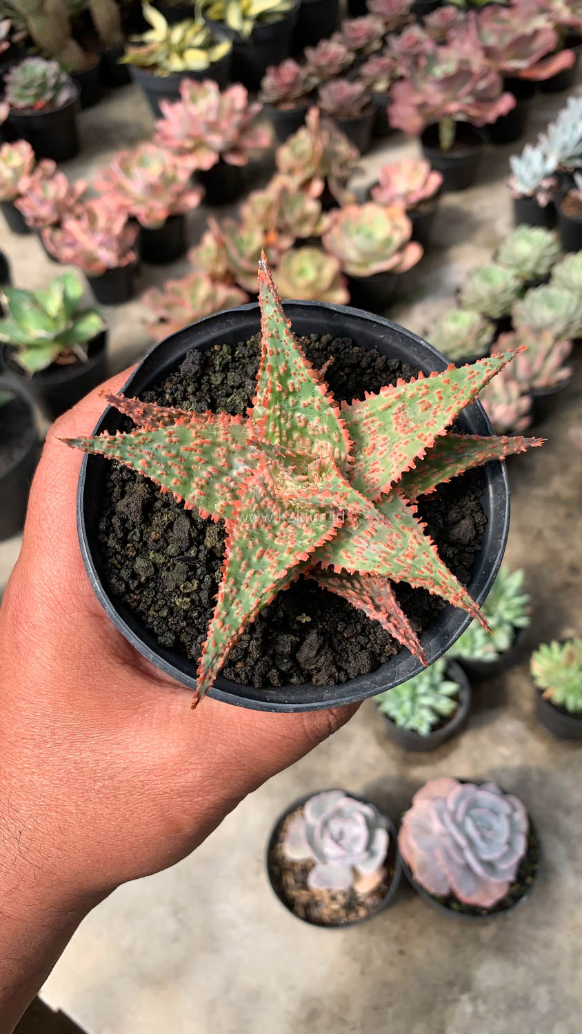 999. Aloe Christmas Carol Hybrid - Image 11