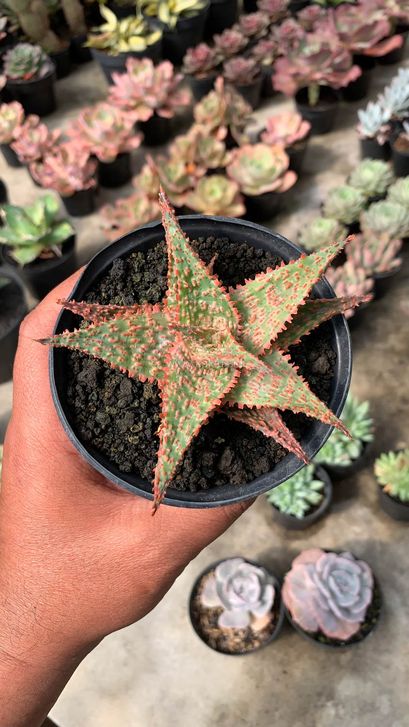 999. Aloe Christmas Carol Hybrid - Image 12