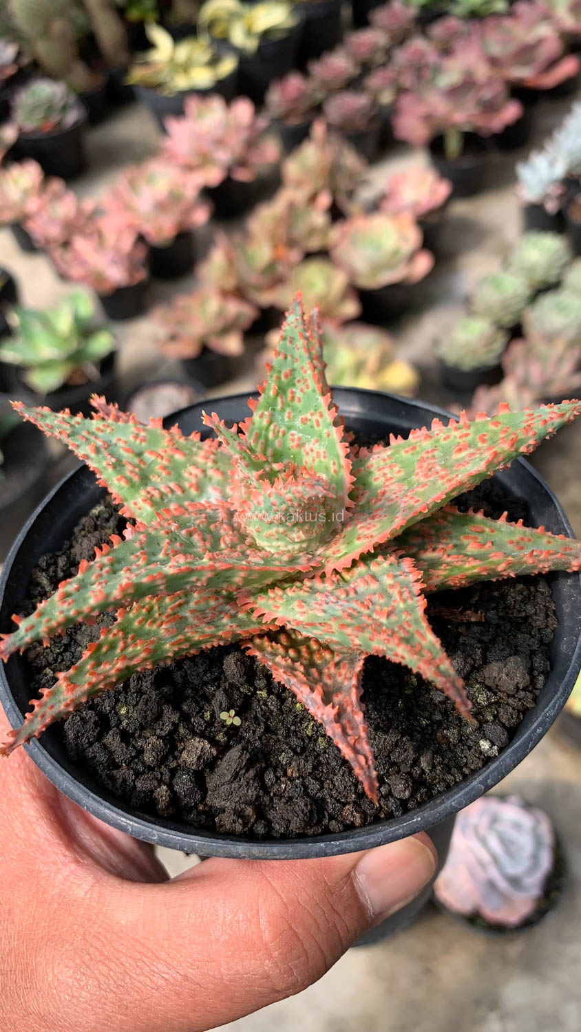 999. Aloe Christmas Carol Hybrid - Image 13