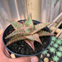 Alternative view of 999. Aloe Christmas Carol Hybrid