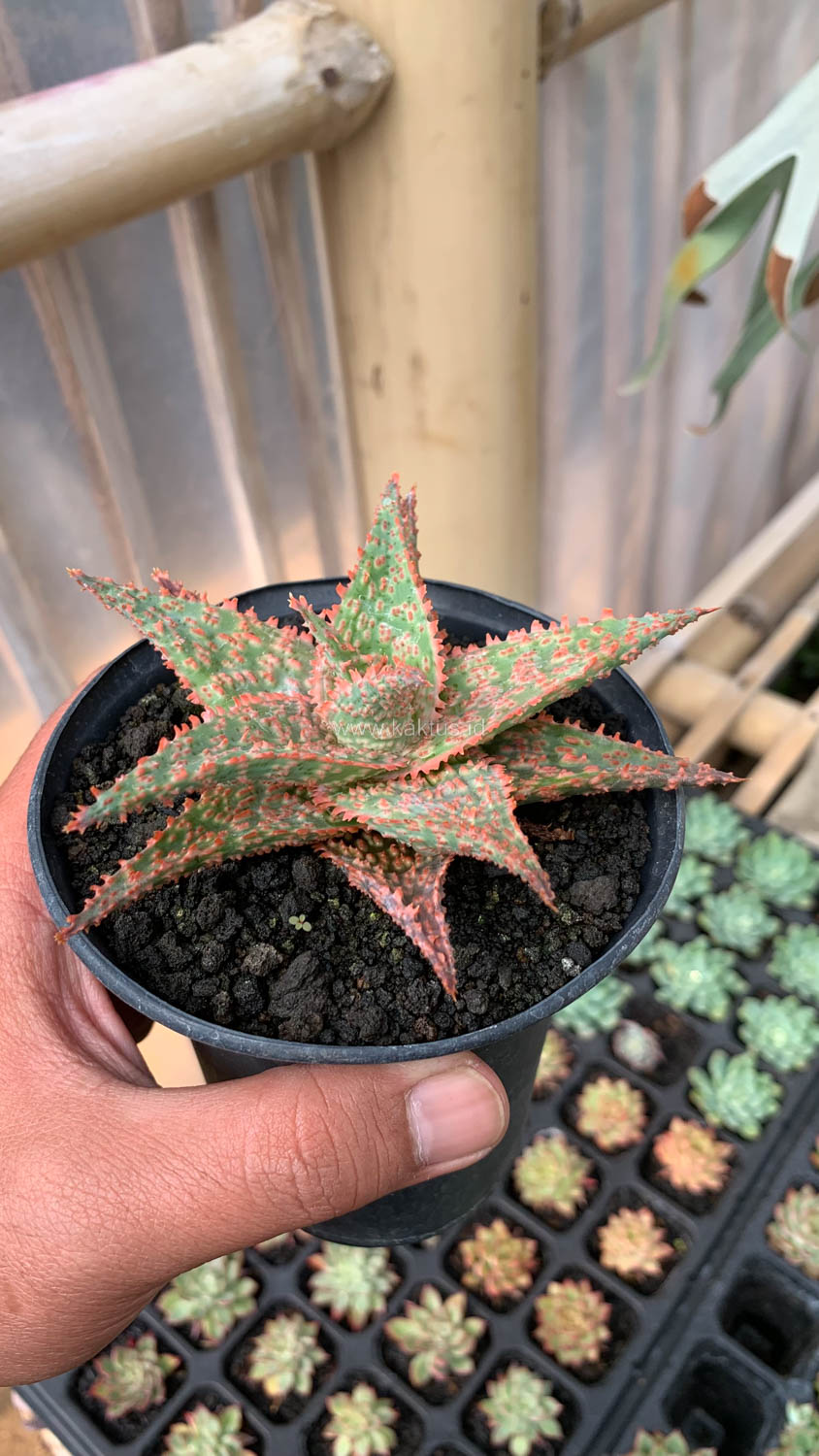 999. Aloe Christmas Carol Hybrid - Image 2