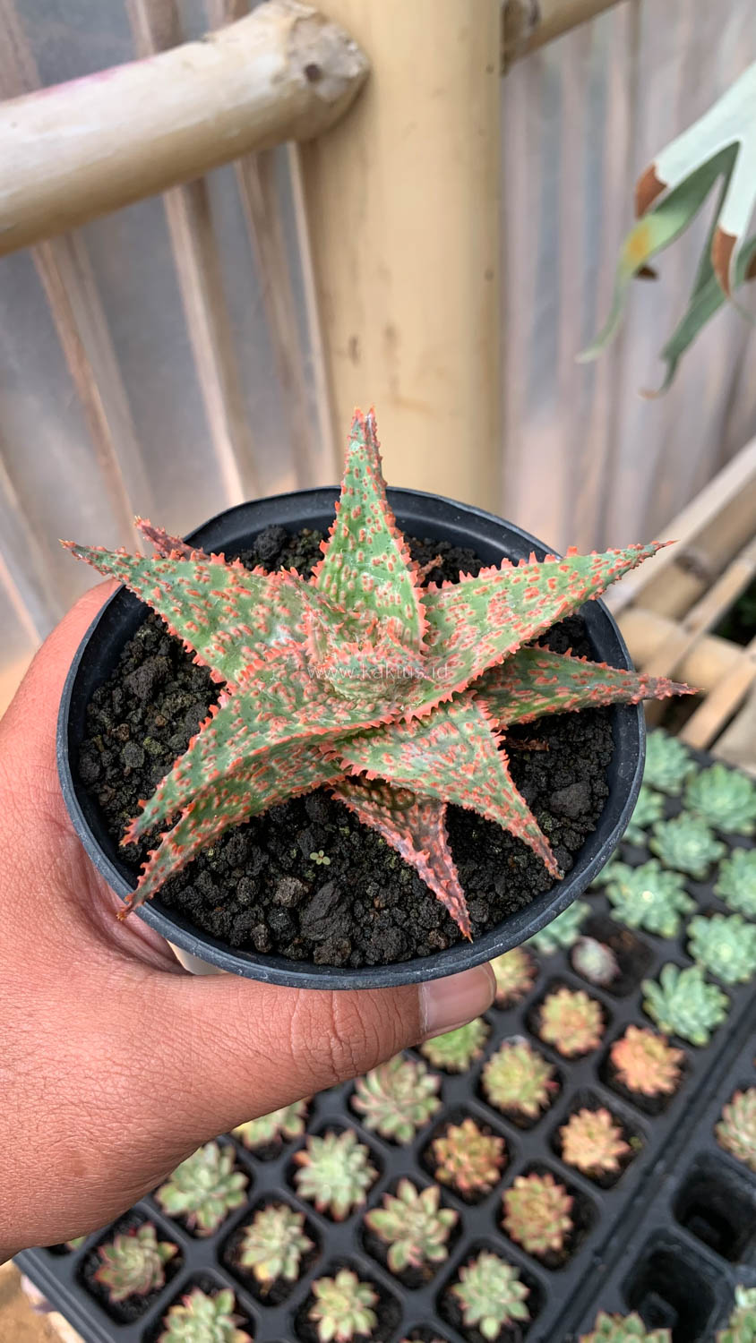 999. Aloe Christmas Carol Hybrid - Image 3