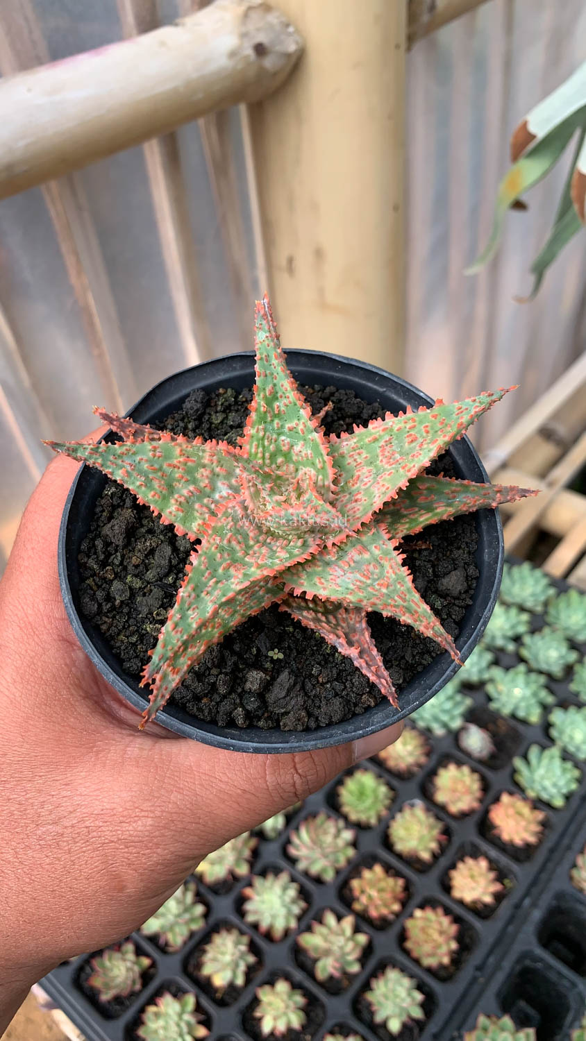 999. Aloe Christmas Carol Hybrid - Image 4