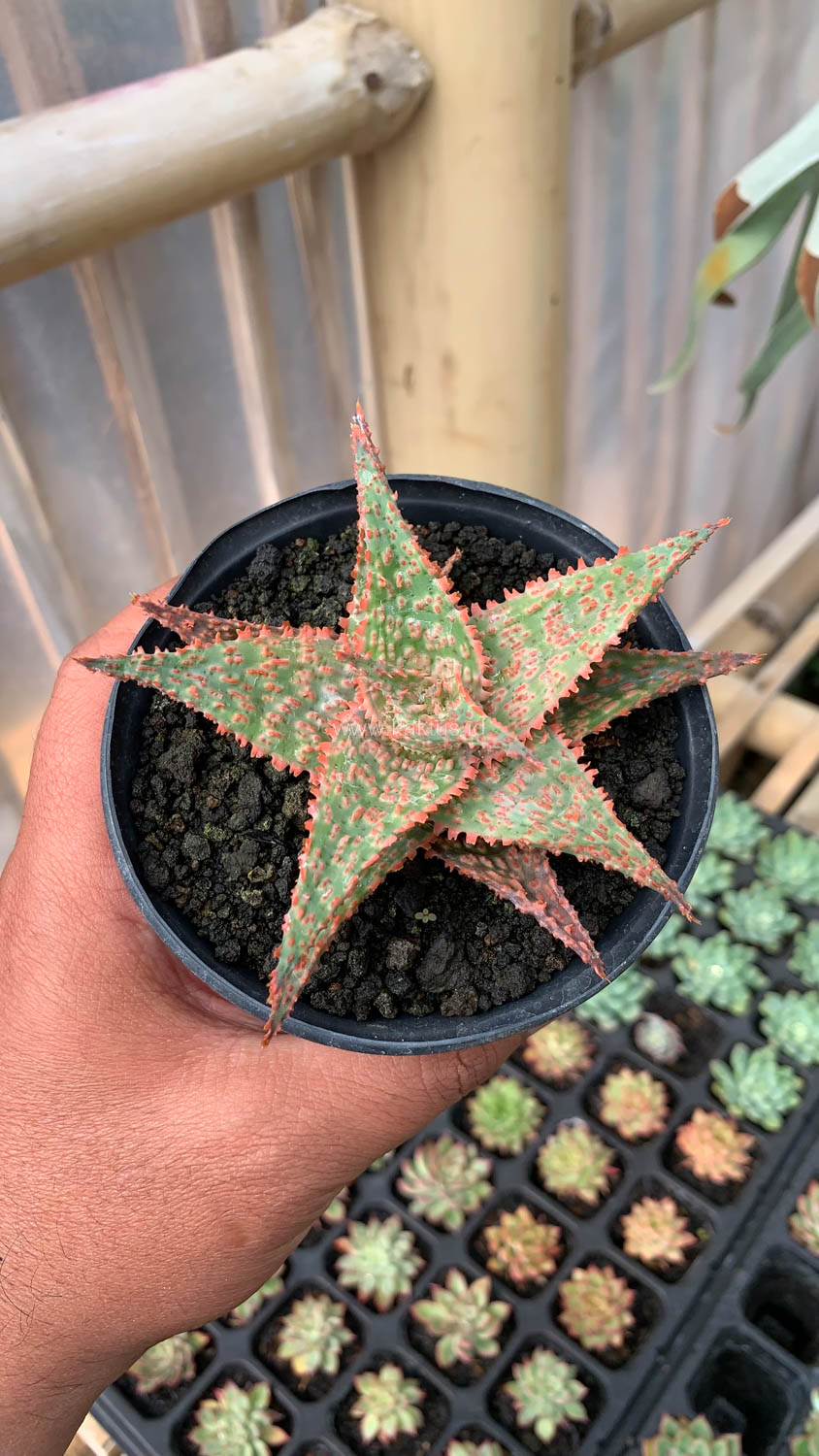 999. Aloe Christmas Carol Hybrid - Image 5