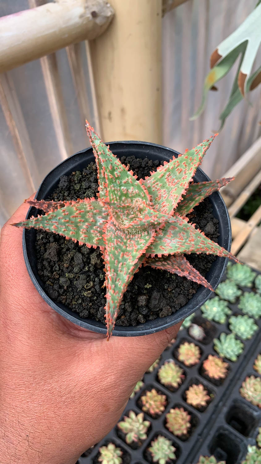 999. Aloe Christmas Carol Hybrid - Image 6