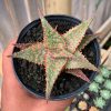 999. Aloe Christmas Carol Hybrid
