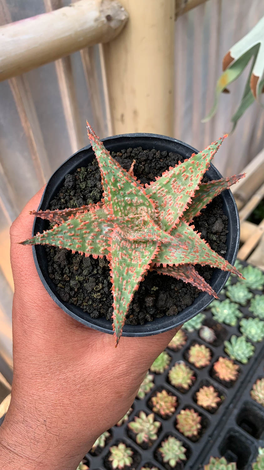 999. Aloe Christmas Carol Hybrid - Image 7