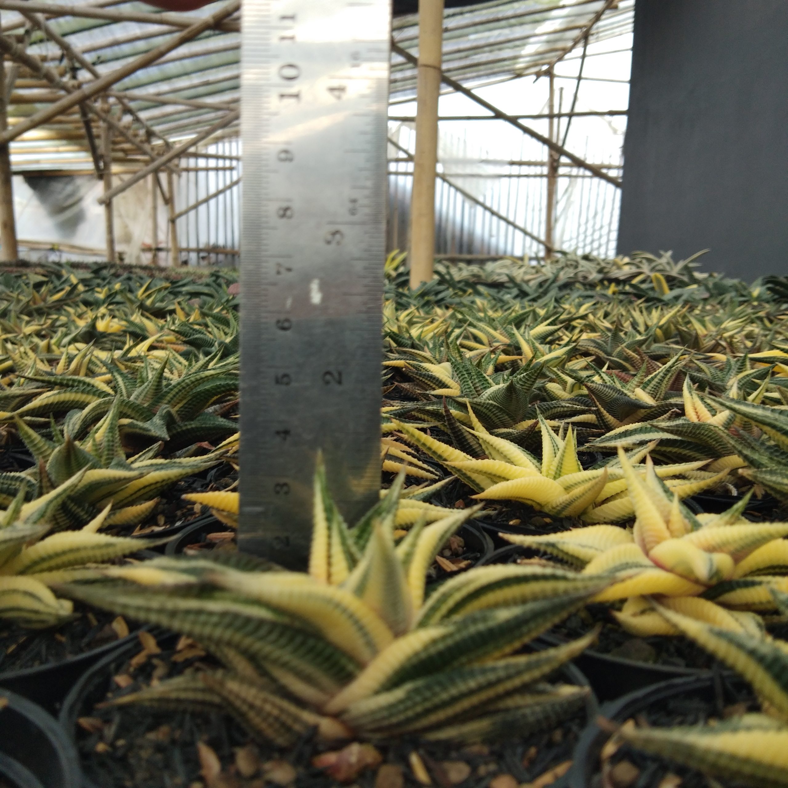 031. Haworthia Limifolia Variegated - Image 18