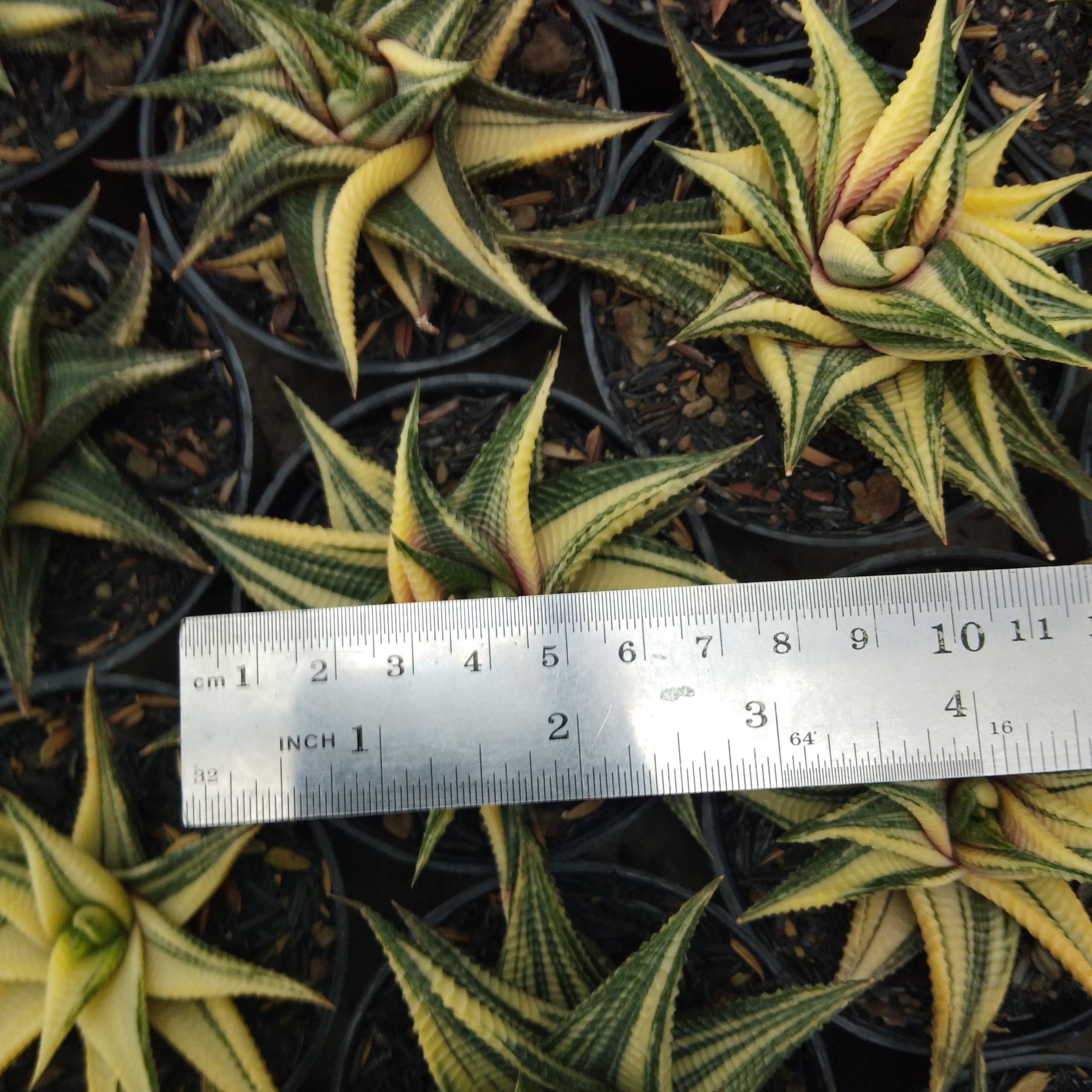 031. Haworthia Limifolia Variegated - Image 19