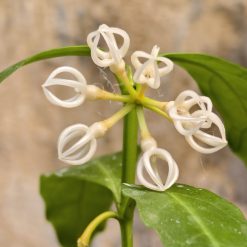 Alternative view of 1232. Hoya Decipulae