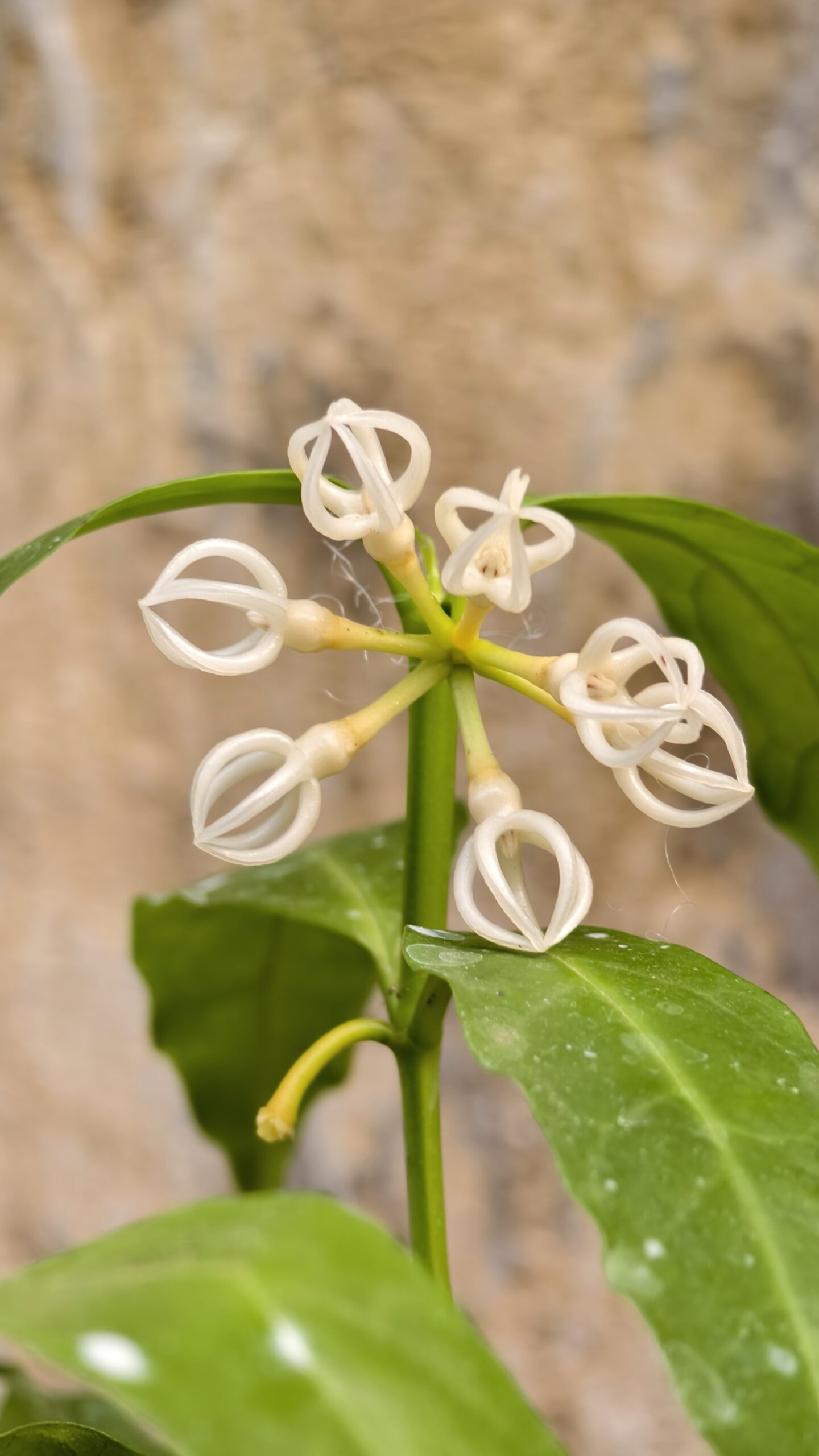 1232. Hoya Decipulae - Image 2