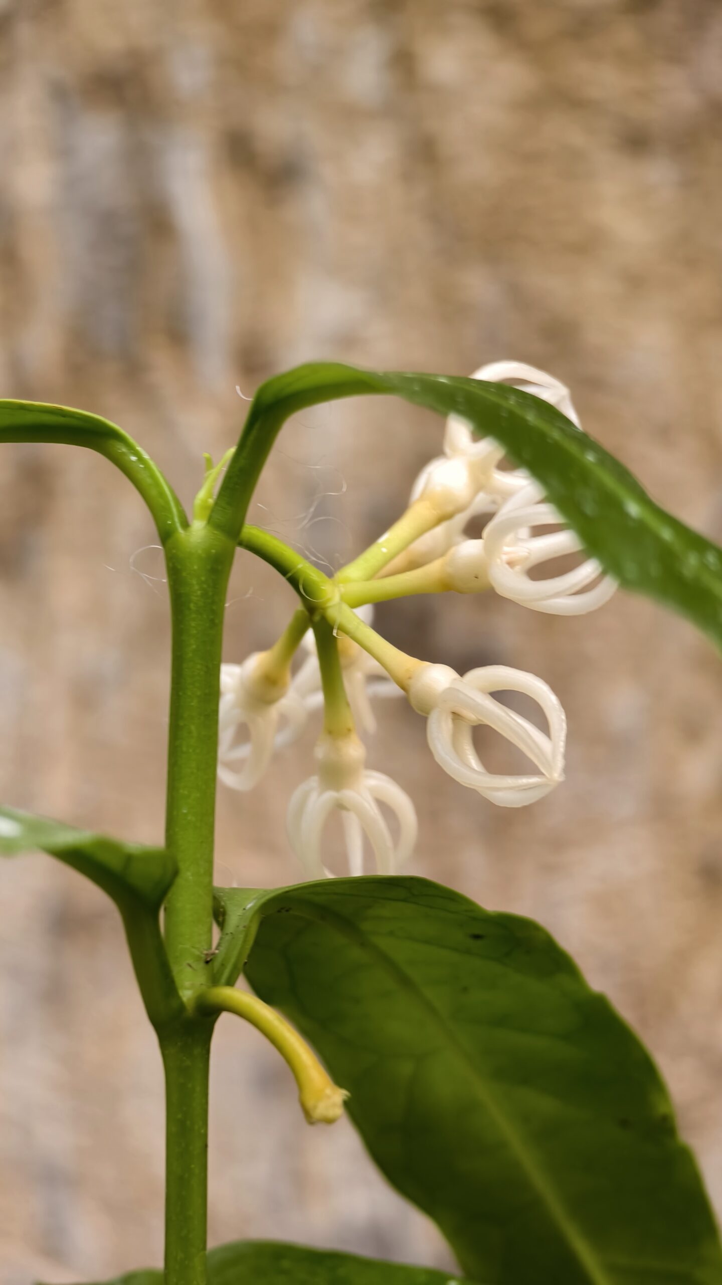 1232. Hoya Decipulae - Image 5