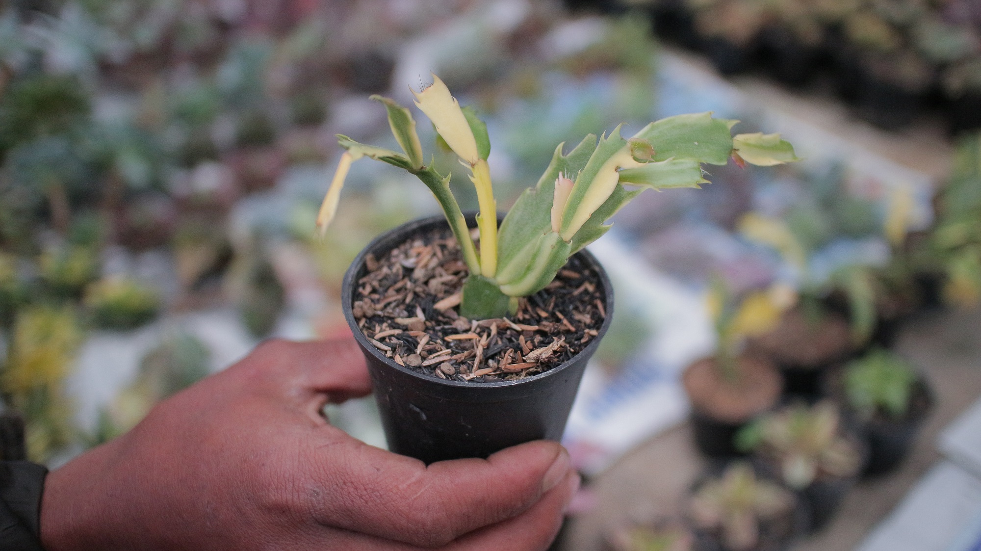 112. Schlumbergera Truncata Variegated - Thanksgiving Cactus - Image 3