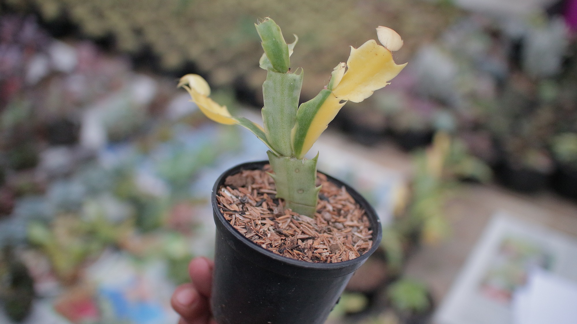 112. Schlumbergera Truncata Variegated - Thanksgiving Cactus - Image 7