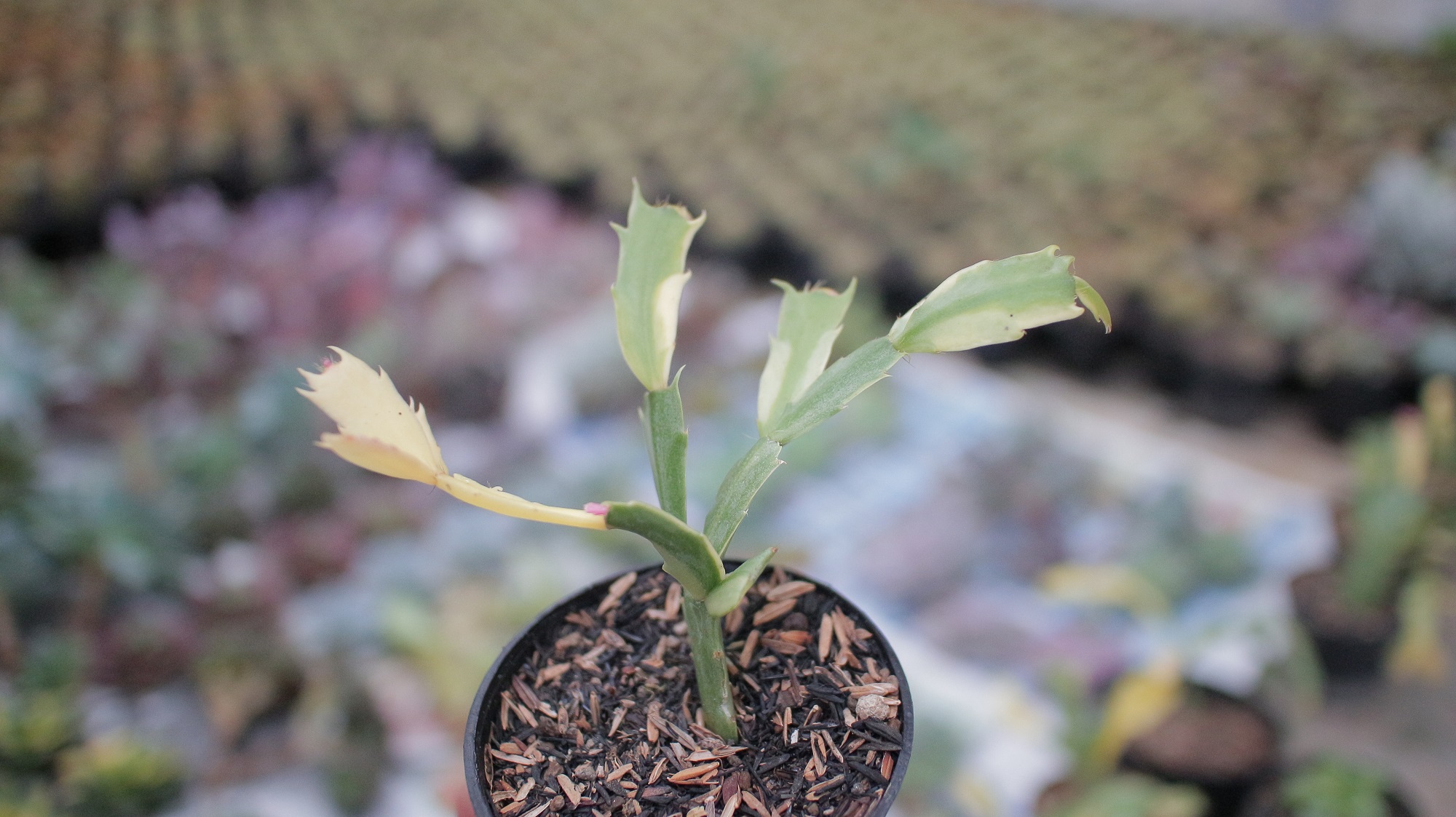 112. Schlumbergera Truncata Variegated - Thanksgiving Cactus - Image 10