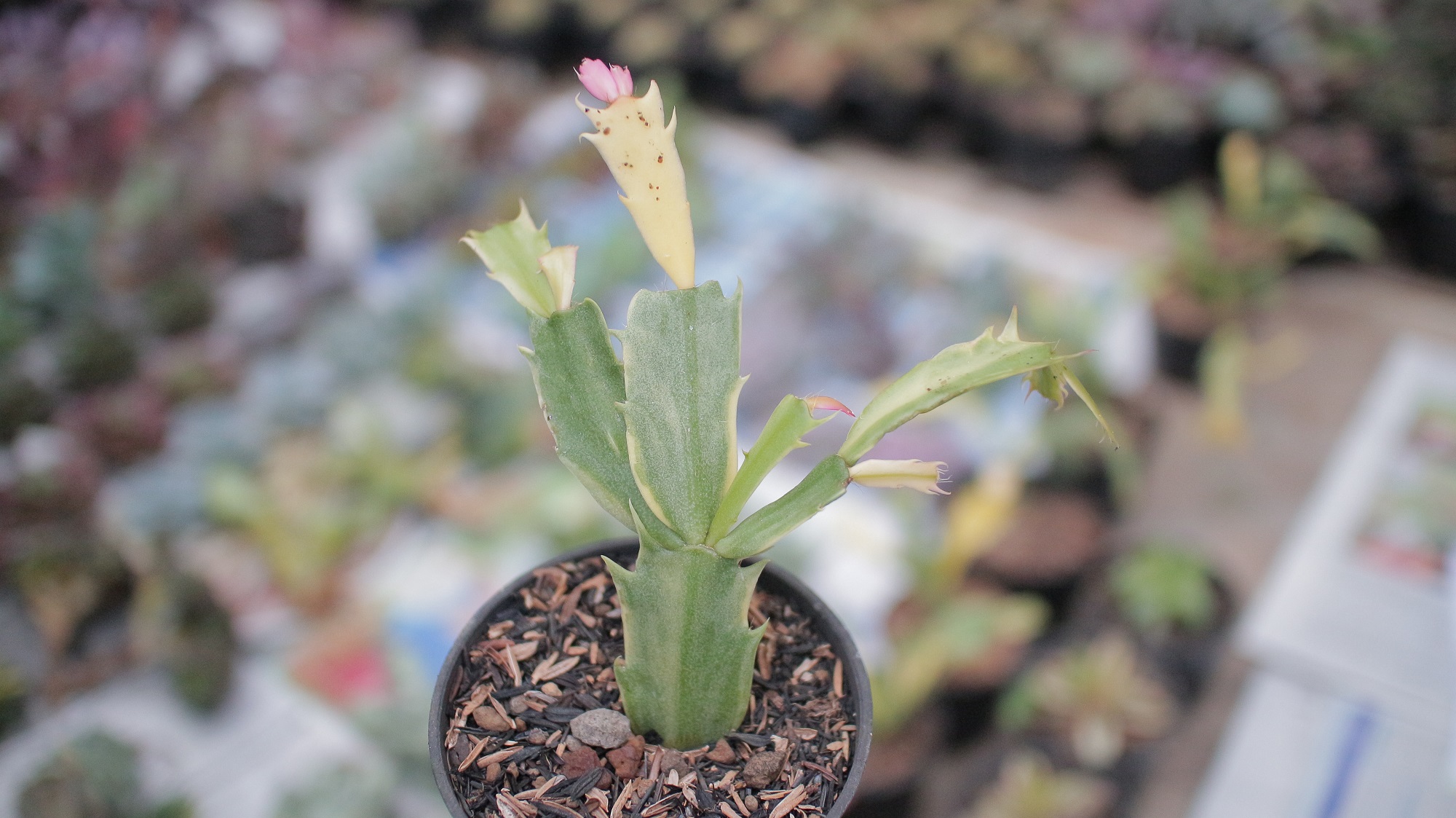 112. Schlumbergera Truncata Variegated - Thanksgiving Cactus - Image 4